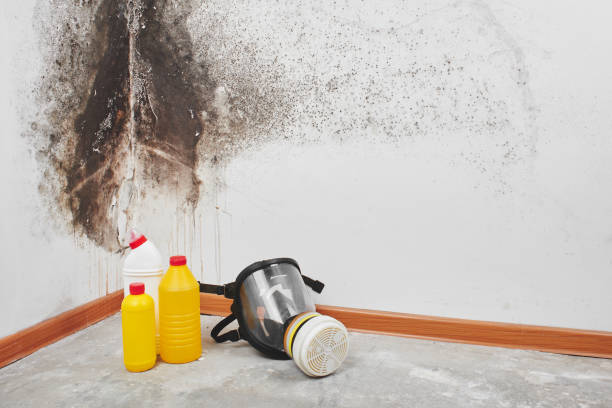 Best White Mold Remediation in West Chatham, MA