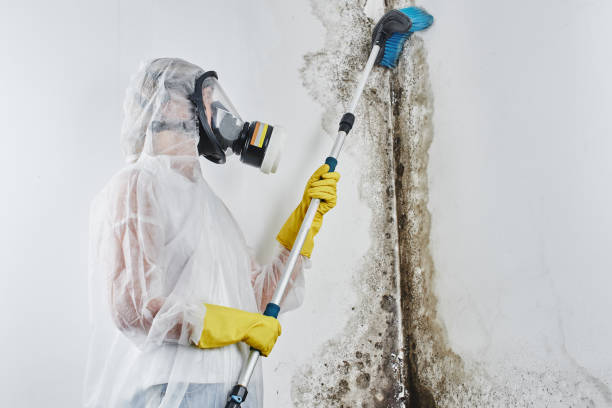 Best Localized Mold Remediation (e.g., coastal areas, humid climates) in West Chatham, MA