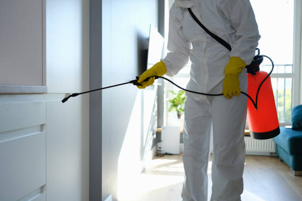 Best Basement Mold Remediation in West Chatham, MA