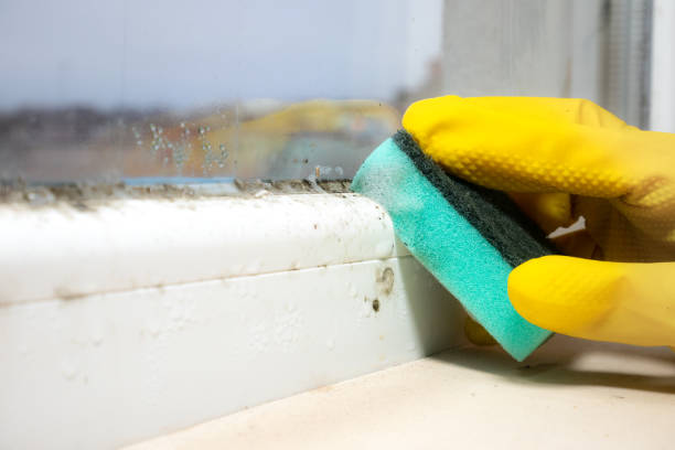 Best Crawl Space Mold Remediation in West Chatham, MA