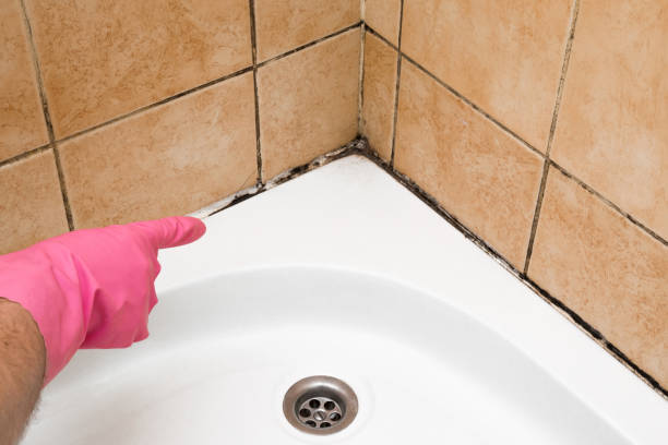 Best Kitchen Mold Remediation in West Chatham, MA