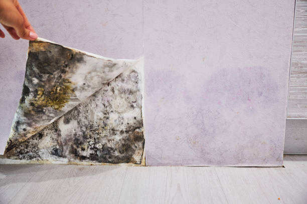 Best Health and Safety Mold Remediation in West Chatham, MA